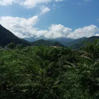 ۸۴۲ متر باغ چایی
