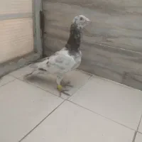 هفرنگ