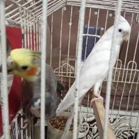 سه تا عروس هلندی