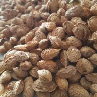 بادام آجیلی