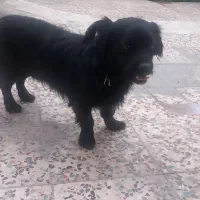 سگ شیتزو|سگ|گلستان (تهران), |دیوار