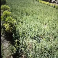 تخم یونج