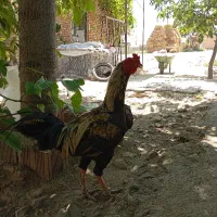خروس لاری
