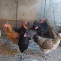 مرغ تخمی