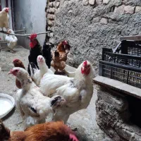 مرغ و خروس برهما