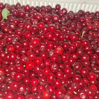 آلبالو محلی درشت و آبدار