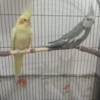 یک جفت عروس هلندی نر و ماده آماده جفت گیری