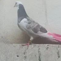 کبوتر خوب