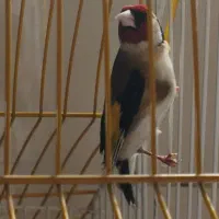 جفت سهره