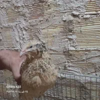 بلدرچین تخمگذار