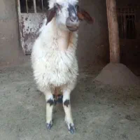 یک عدد بره ماده