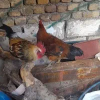 خروس محلی|حیوانات مزرعه|نورآباد, |دیوار