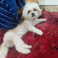 واگذاری سگ شیتزو  9 ماهه