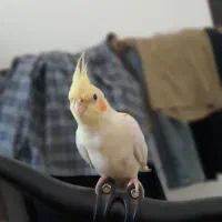 لوتیتو گمشده