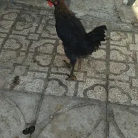 ۴ تا  مرغ و خروس