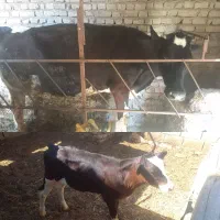فاروج کلته جعفرآباد