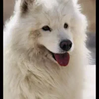 واگذاری سگ ساموید نر چهارساله بسیار زیبا و اصیل