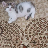 واگذاری گربه