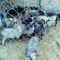 بره، نر ، خارجی ، اصلاح نژاد ، فرانسوی بومی شده