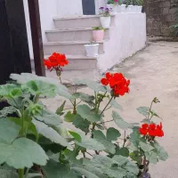 سوییت اجاره یک ساله