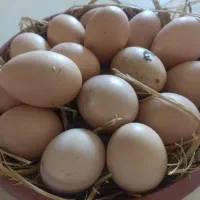 تخم مرغ رسمی نطفه دار