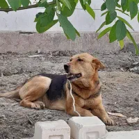 سگ ژرمن بلک مشکی