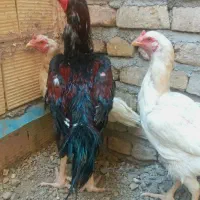 ۳تا مرغ و خروس لاری اصیل