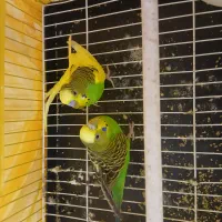 مرغ عشق|پرنده|سقز, |دیوار