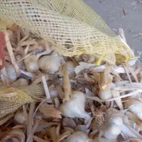 سیر|عمده‌فروشی|همدان, |دیوار