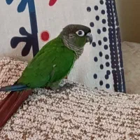 جوجه گرینچیک فول رام