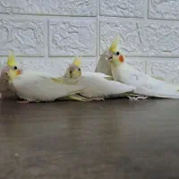 جوجه عروس هلندی