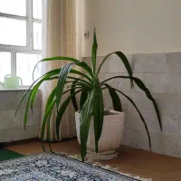 سوسن عنکبوتی