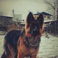 سگ ژرمن مو کلاسیک ماده