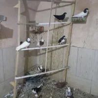 کبوتر