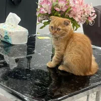 گربه
