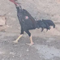 خروس لاری