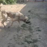 سگ پژدر