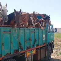 خرید و فروش اسب پالونی و سواری دار