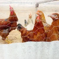 خروس نیمچه جوجه