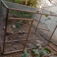 قفس بزرگ کنگان