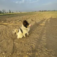 سک پاکوتاه