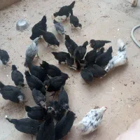 مرغ خروس گلین اصل