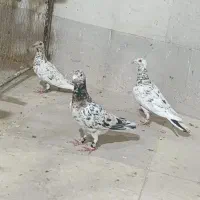کفتر ارزون