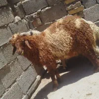 بره نر قپونی زنده کیلویی ۶۵۰