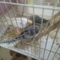 جوجه عروس سیامون