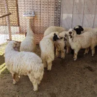 بره