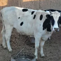 گاو قربانی