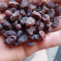 کشمش بیدانه آفتابی تمیز