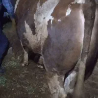 گوساله نر سیمنتال