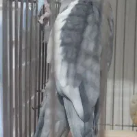 عروس هلندی نر و ماده